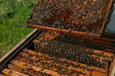 Binenstock ~ Schröpfen Bad Nauheim