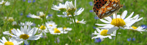 Wiese Schmetterling ~ Biefeedback Bad Nauheim